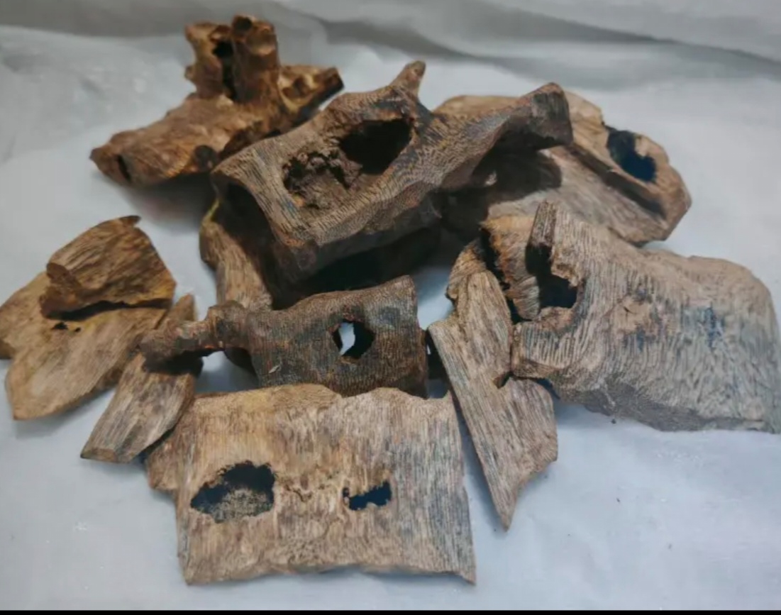 Premium Cultivated Agarwood Chips (Kynam-Grafted) from Maoming | Wholesale Oud